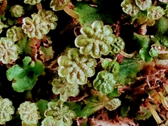 Marchantia polymorpha ruderalis