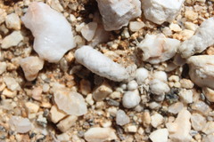 Anacampseros papyracea