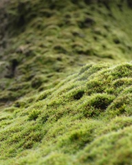 Bryophyta