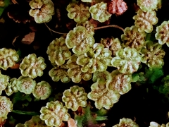 Marchantia polymorpha ruderalis