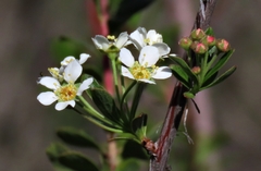 Spiraea hypericifolia
