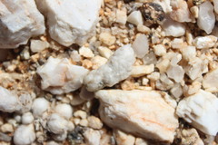 Anacampseros papyracea