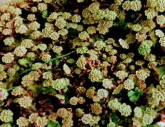 Marchantia polymorpha ruderalis