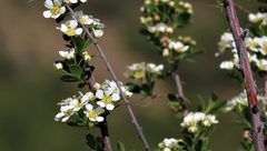Spiraea hypericifolia