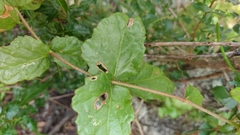 Cyphostemma subciliatum