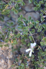 Pelargonium xerophyton