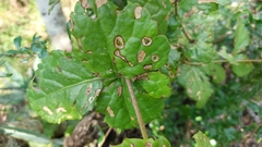 Cyphostemma subciliatum