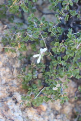 Pelargonium xerophyton