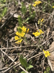 Physaria filiformis