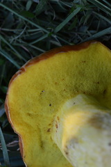 Hemileccinum depilatum