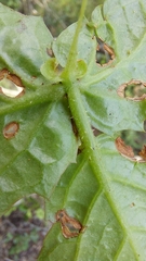 Cyphostemma subciliatum