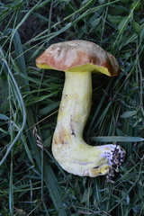 Hemileccinum depilatum