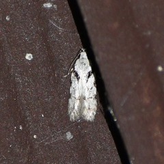 Pseudotelphusa palliderosacella