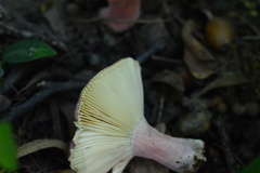 Russula amoenicolor