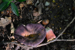 Russula amoenicolor