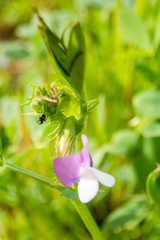 Vicia bithynica