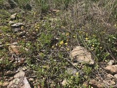 Physaria filiformis