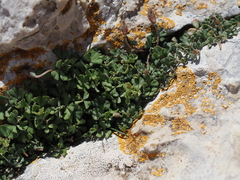 Lotus tetraphyllus