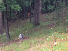 Odocoileus virginianus virginianus