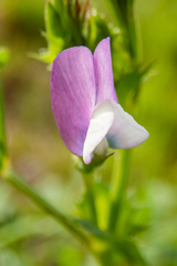 Vicia bithynica