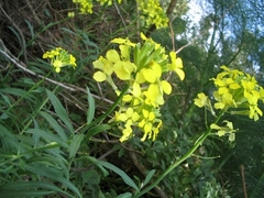 Erysimum grandiflorum