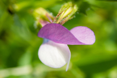 Vicia bithynica