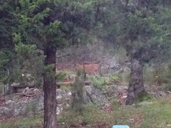 Odocoileus virginianus virginianus