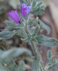 Echium sabulicola decipiens