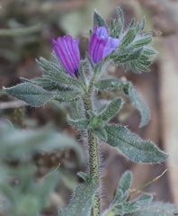 Echium sabulicola decipiens