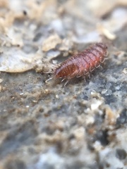 Trichoniscus pusillus