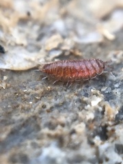 Trichoniscus pusillus