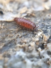 Trichoniscus pusillus