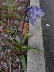 Hyacinthoides × massartiana
