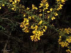 Ulex micranthus