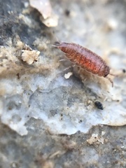 Trichoniscus pusillus