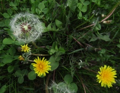 Taraxacum proximum
