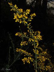 Ulex micranthus