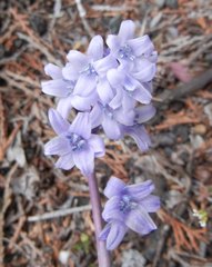 Hyacinthoides × massartiana