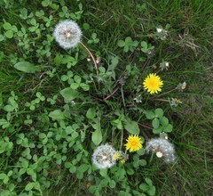 Taraxacum proximum