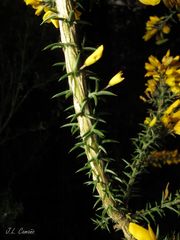 Ulex micranthus