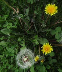 Taraxacum proximum
