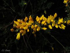 Ulex micranthus