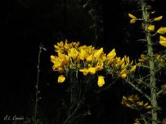 Ulex micranthus