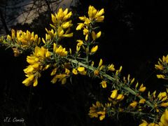 Ulex micranthus