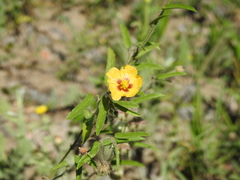 Gaya parviflora