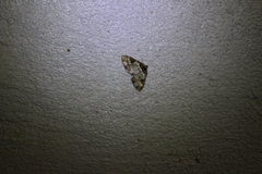 Melanthia procellata inquinata