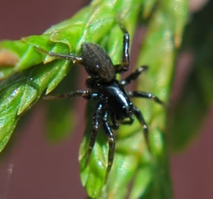 Allocosa funerea