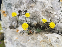 Alyssum diffusum garganicum