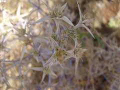 Eryngium triquetrum