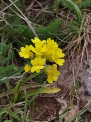 Alyssum diffusum garganicum